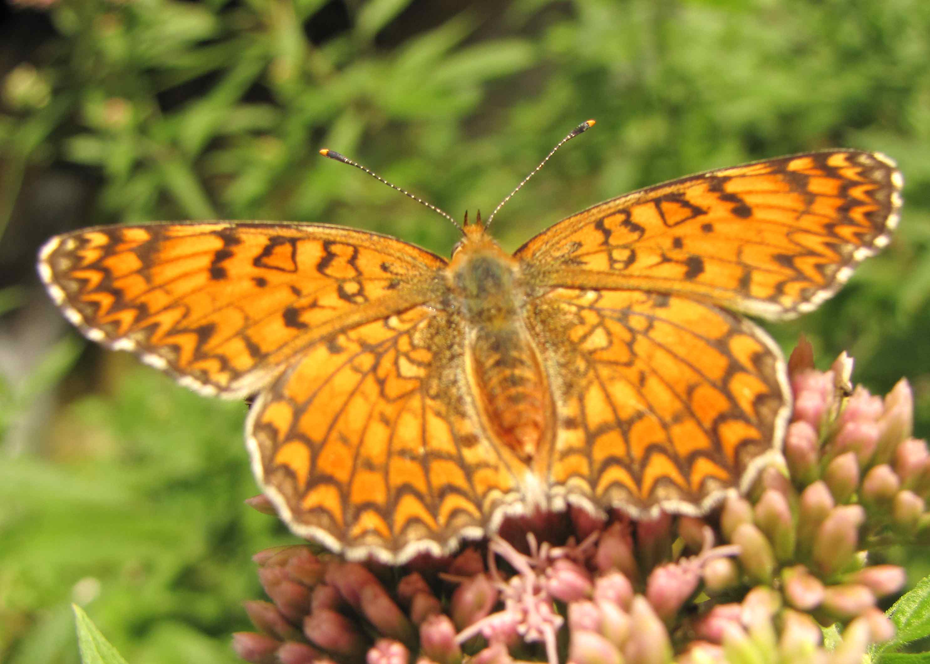 boloria? - Melitaea phoebe